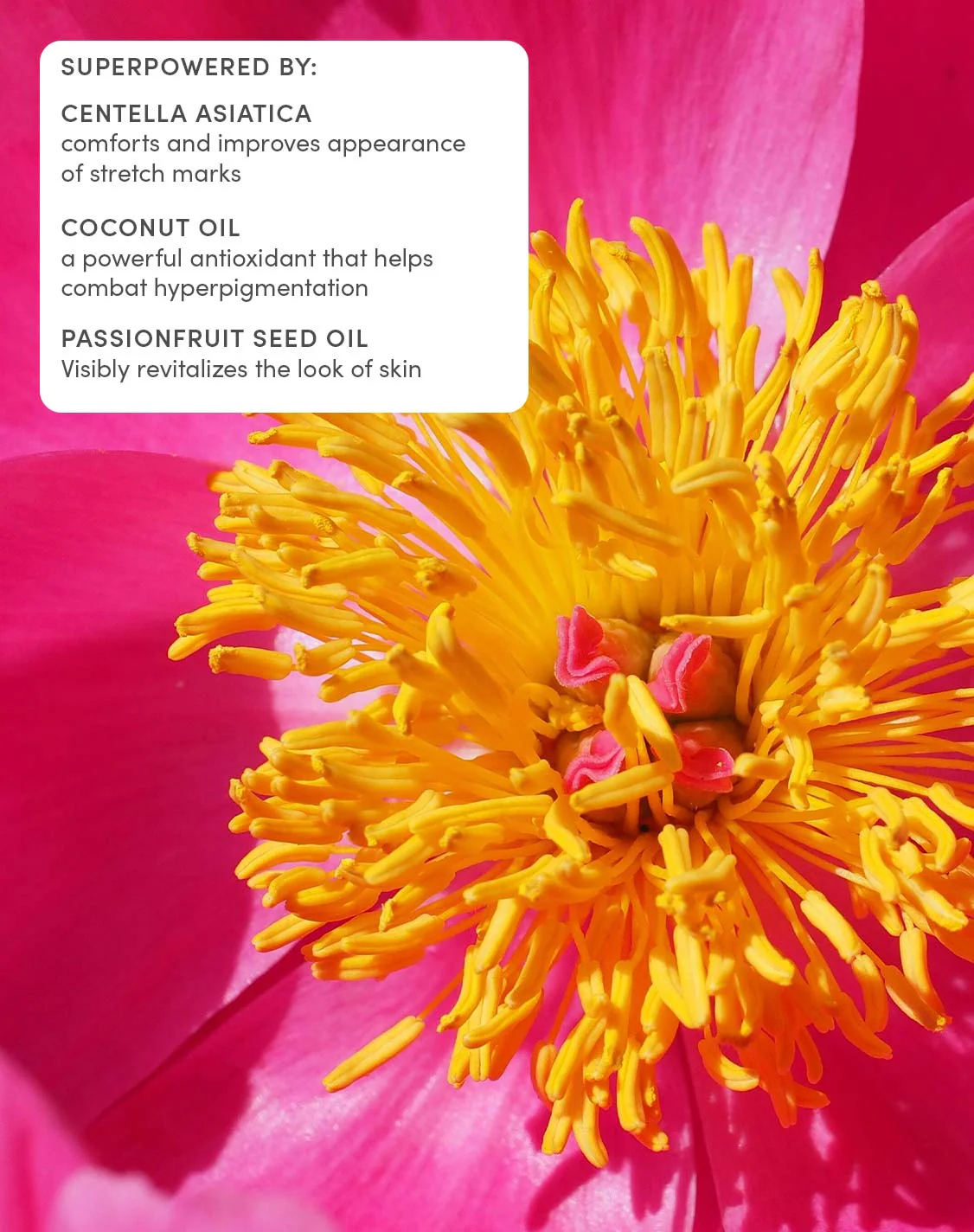 Petit Bouquet Postpartum Belly Serum - Image 6